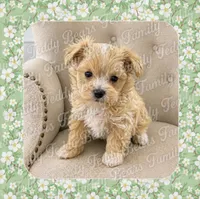 Teacup Mochi, a female Maltipoo for sale in Watertown, TN – 1 of 1
