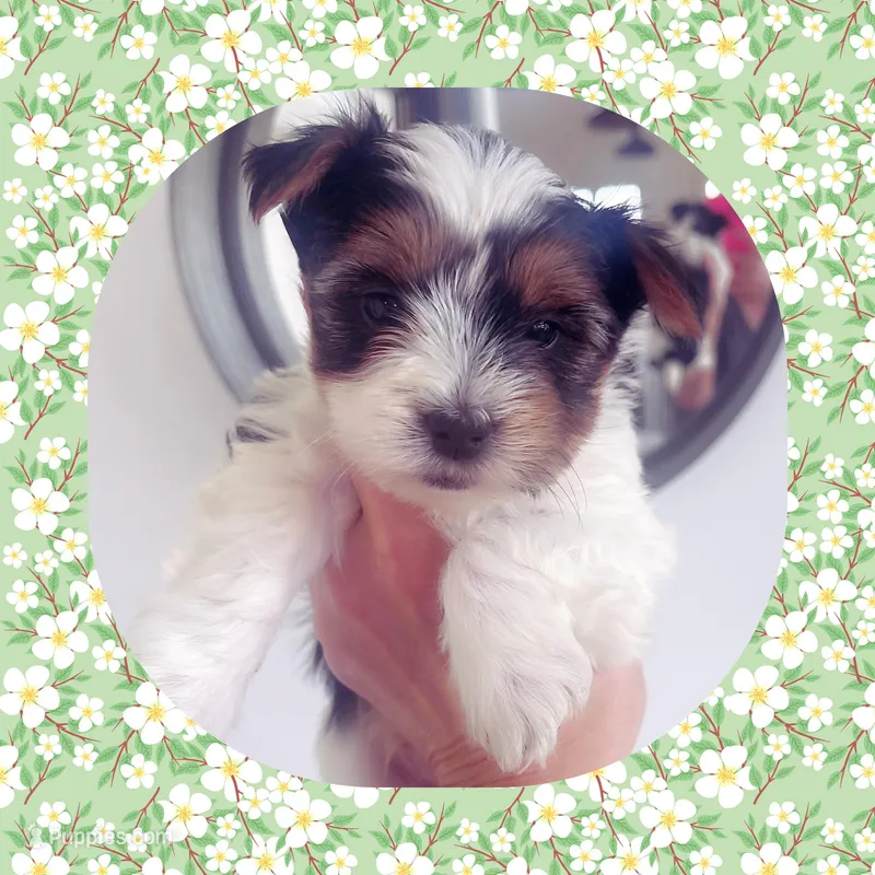 Saint  – Yorkshire Terrier puppy for sale in Watertown, TN