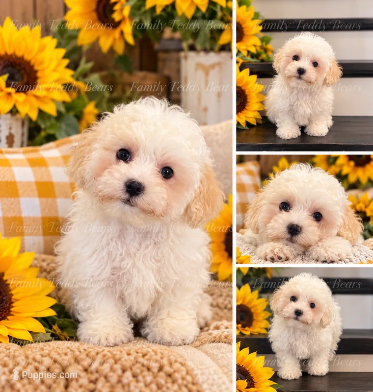 Suede  – Maltipoo puppy for sale in Lebanon, TN