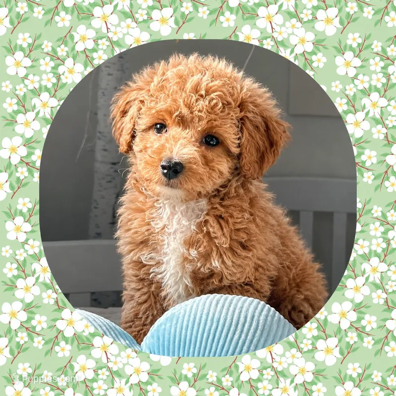 Peaches  – Bichpoo, Poochon puppy for sale in Watertown, TN
