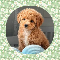 Peaches , a female Bichpoo and Poochon for sale in Watertown, TN – 1 of 1