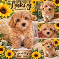 Luke , a male Maltipoo for sale in Lebanon, TN – 1 of 1