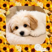Benny , a male Maltipoo for sale in Lebanon, TN – 2 of 5