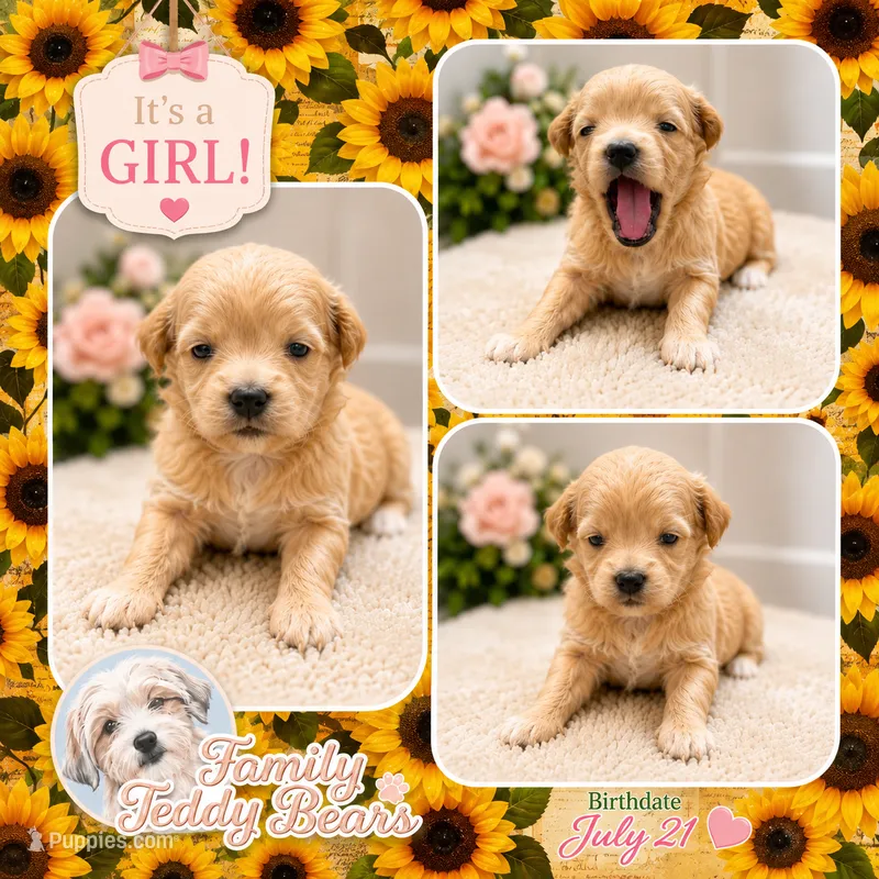 Annabelle  – Maltipoo puppy for sale in Watertown, TN
