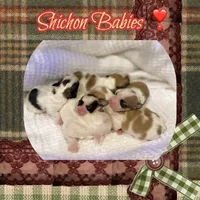 Cedar, a male Shichon for sale in Watertown, TN – Photo 2 of 4