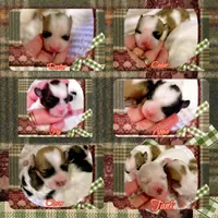 Cedar, a male Shichon for sale in Watertown, TN – Photo 4 of 4