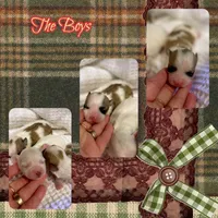 Cedar, a male Shichon for sale in Watertown, TN – Photo 3 of 4