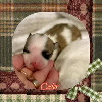 Cedar, a male Shichon for sale in Watertown, TN – Photo 1 of 4