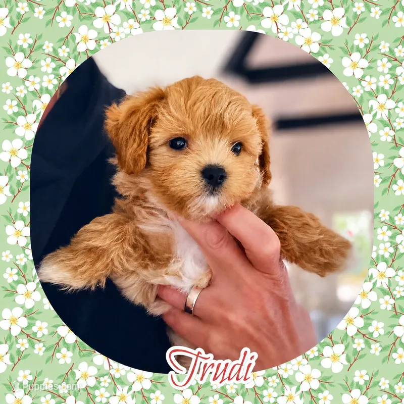 Trudi  – Maltipoo puppy for sale in Watertown, TN