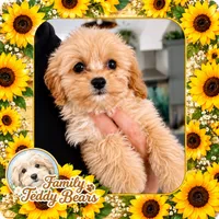 Lovey , a female Maltipoo for sale in Lebanon, TN – 2 of 2