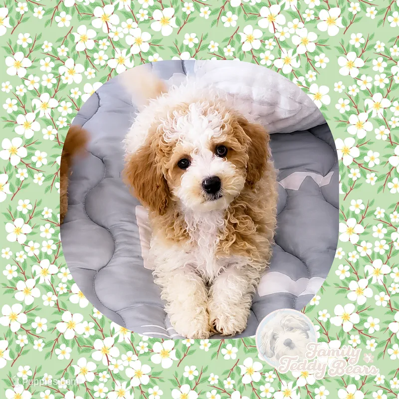 Jenga – Maltipoo puppy for sale in Watertown, TN