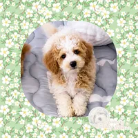 Jenga, a male Maltipoo for sale in Watertown, TN – 1 of 1