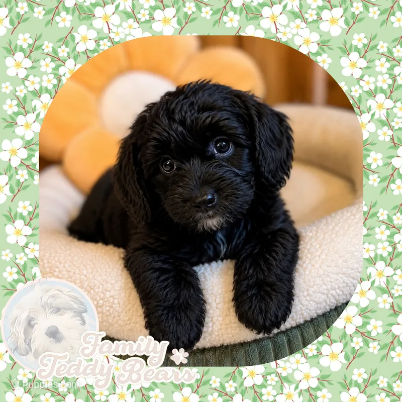 Draco  – Maltipoo puppy for sale in Watertown, TN