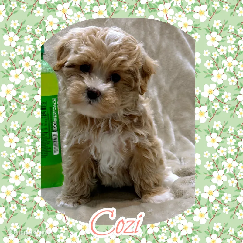 Cozette  – Maltipoo puppy for sale in Watertown, TN