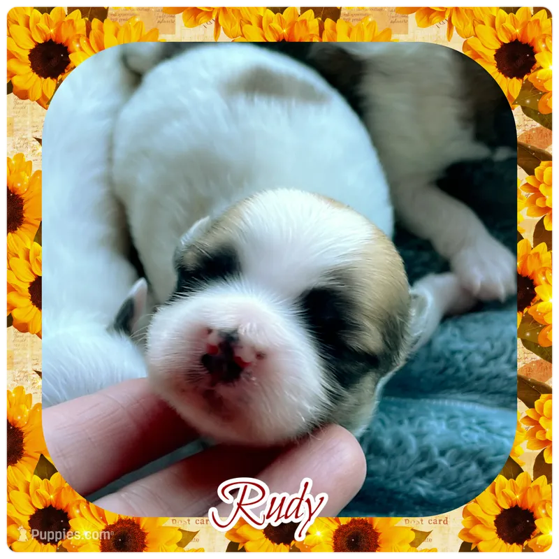 Rudy – Shichon puppy for sale in Lebanon, TN