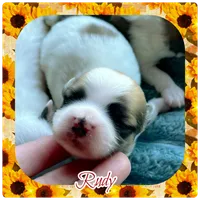 Rudy, a male Shichon for sale in Lebanon, TN – 1 of 2