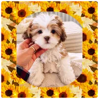 Burrito , a male Shichon for sale in Lebanon, TN – 5 of 6
