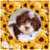 Andy, a male Havapoo for sale in Lebanon, TN – 3 of 4