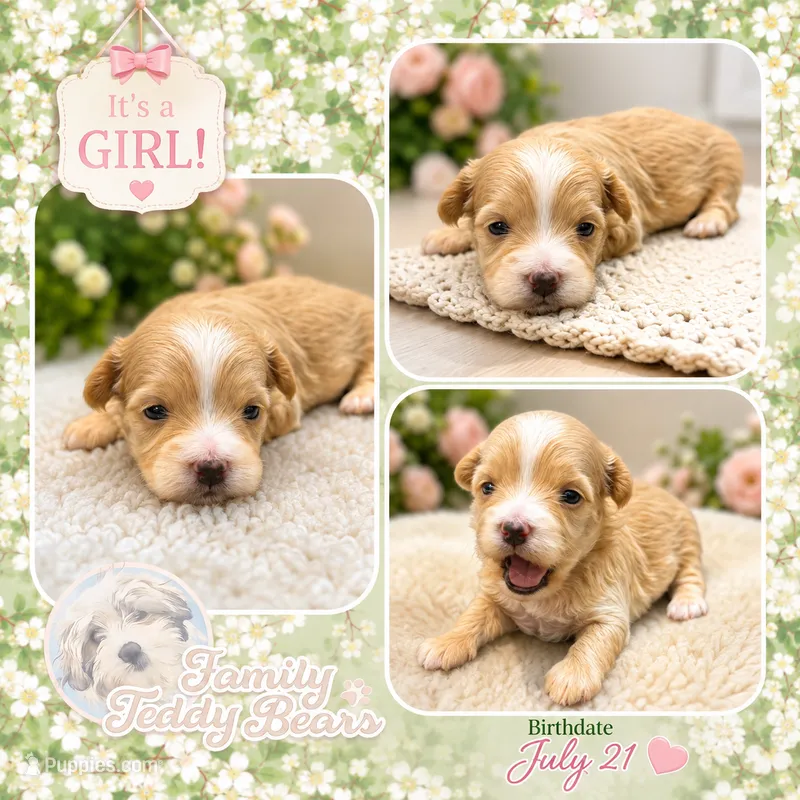 Nina  – Maltipoo puppy for sale in Watertown, TN