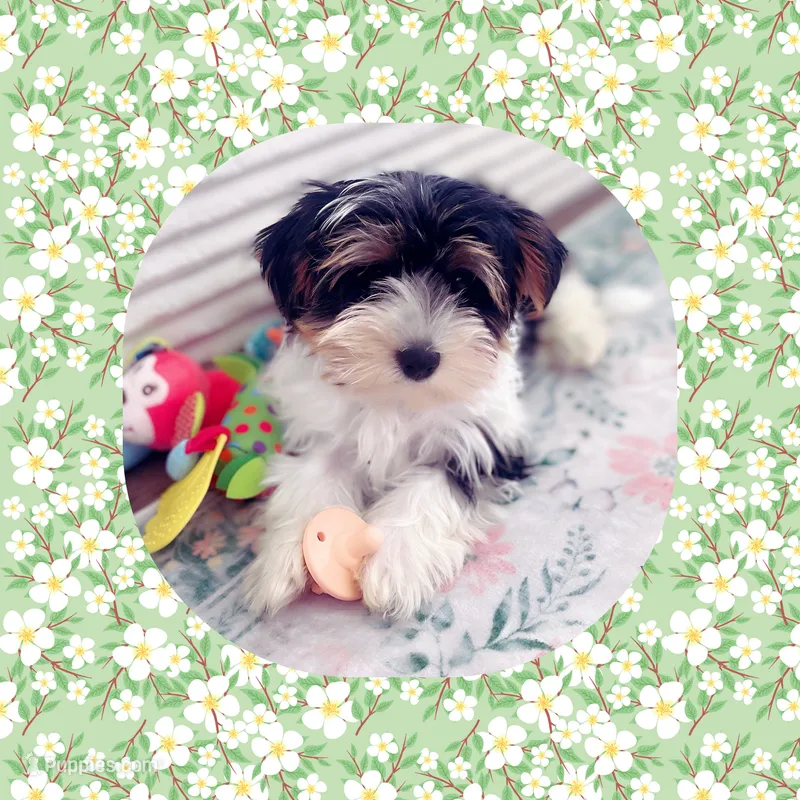 Teacup Minnie Pearl  – Yorkshire Terrier puppy for sale in Watertown, TN