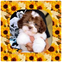 Andy, a male Havapoo for sale in Lebanon, TN – 2 of 4