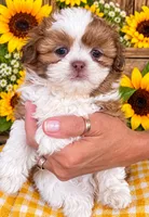 Burrito , a male Shichon for sale in Lebanon, TN – 2 of 6