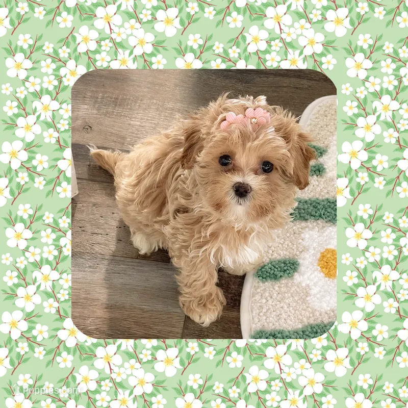 Cozette  – Maltipoo puppy for sale in Watertown, TN