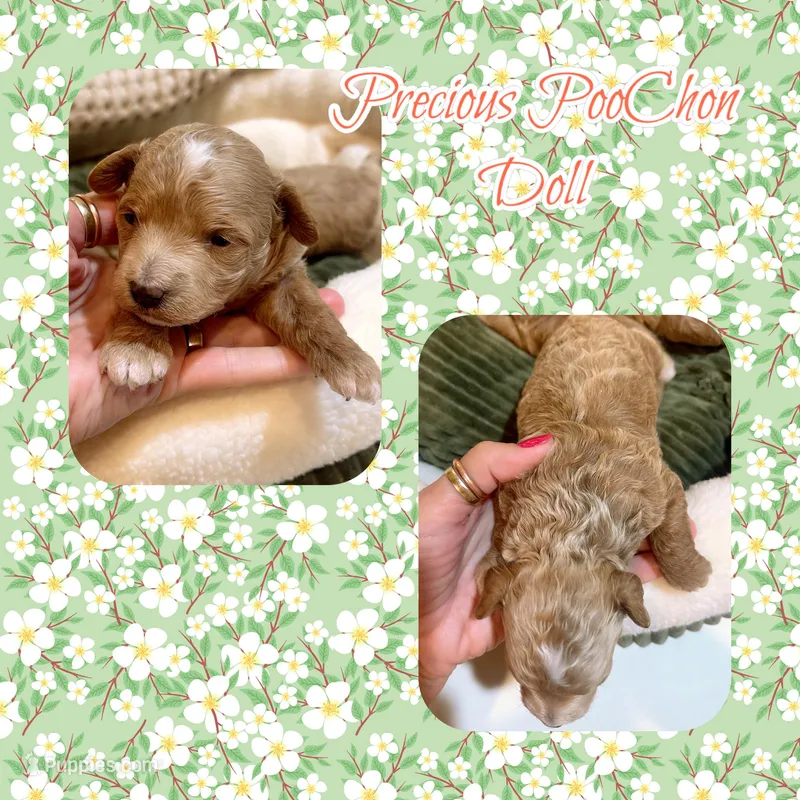 Lena  – Bichon Frise, Poodle - Toy  puppy for sale in Watertown, TN