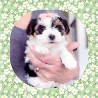 Teacup Minnie Pearl , a female Yorkshire Terrier for sale in Watertown, TN – Photo 2 of 4