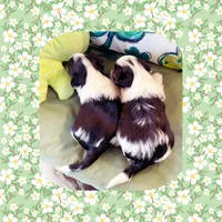 Minnie Pearl , a female Biewer for sale in Watertown, TN – Photo 2 of 2