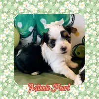 Minnie Pearl , a female Biewer for sale in Watertown, TN – Photo 1 of 2