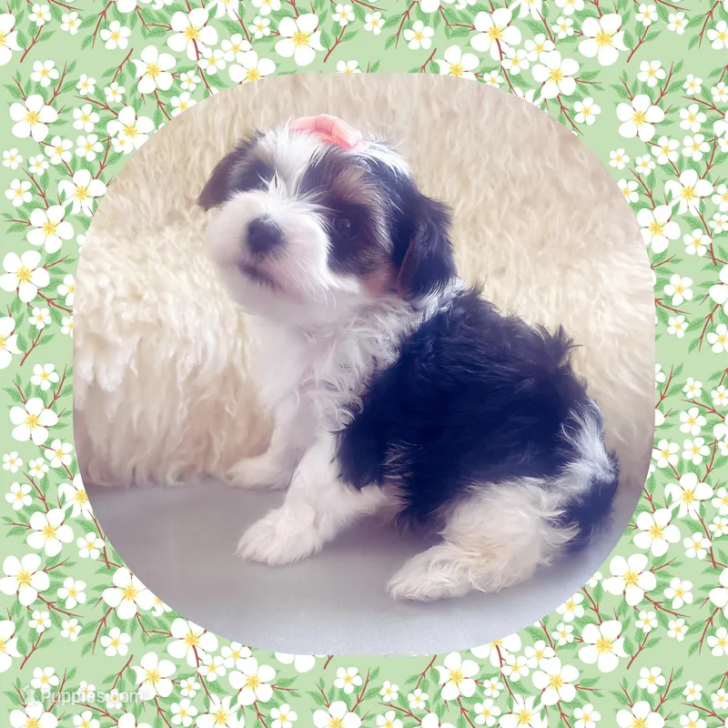 Teacup Minnie Pearl  – Yorkshire Terrier puppy for sale in Watertown, TN