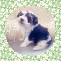 Teacup Minnie Pearl , a female Yorkshire Terrier for sale in Watertown, TN – Photo 1 of 4