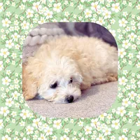 Orange Blossom , a female Maltipoo for sale in Watertown, TN – Photo 2 of 2