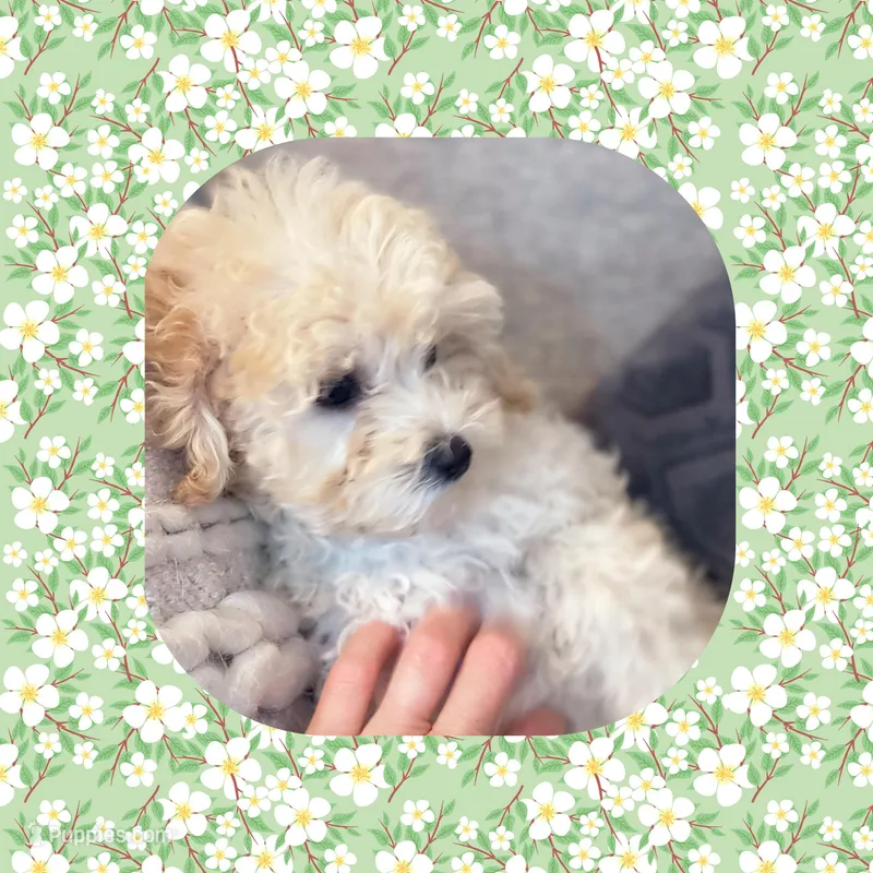 Orange Blossom  – Maltipoo puppy for sale in Watertown, TN