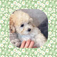 Orange Blossom , a female Maltipoo for sale in Watertown, TN – Photo 1 of 2