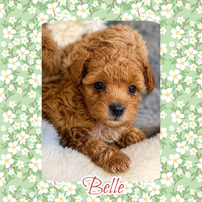 Belle – Maltipoo puppy for sale in Watertown, TN