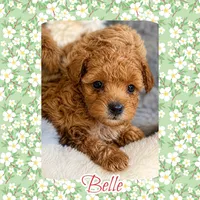 Belle, a female Maltipoo for sale in Watertown, TN – 1 of 3