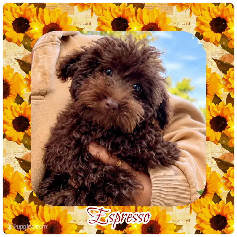 Espresso  – Maltipoo puppy for sale in Lebanon, TN