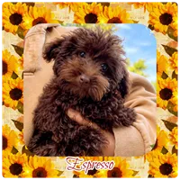 Espresso , a male Maltipoo for sale in Lebanon, TN – 1 of 1