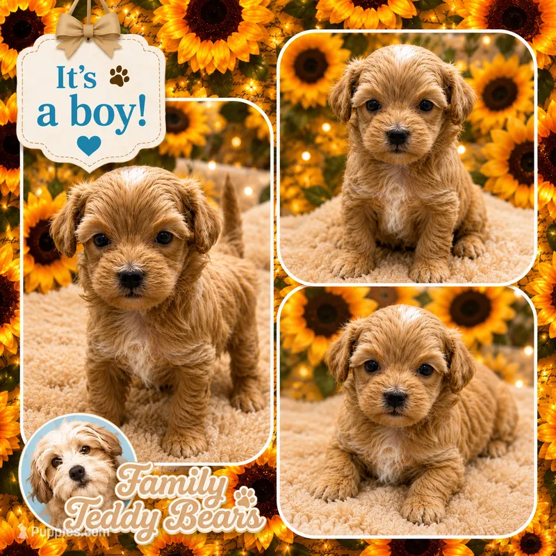 Luke  – Maltipoo puppy for sale in Lebanon, TN