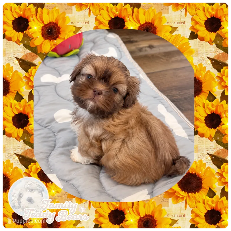 Bandy – Shih Tzu puppy for sale in Lebanon, TN