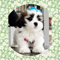 Amber , a female Shichon for sale in Watertown, TN – 2 of 2