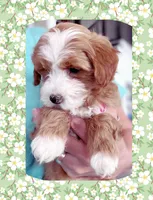 Pablo , a male Maltipoo for sale in Watertown, TN – 2 of 4