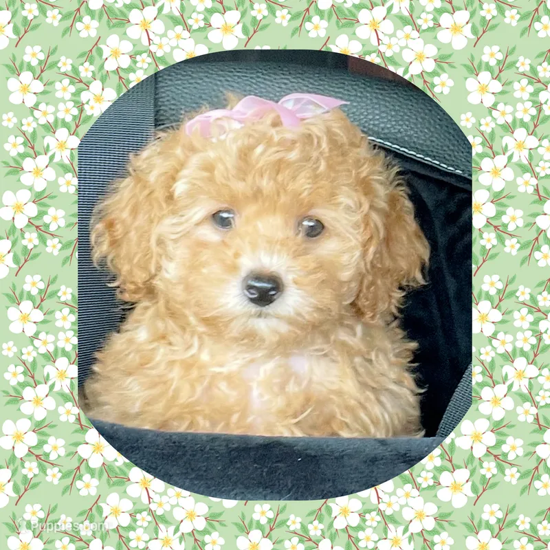 Lena  – Bichon Frise, Poodle - Toy  puppy for sale in Watertown, TN
