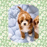 Precious , a female Cavapoo for sale in Watertown, TN – 3 of 3