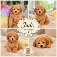 Jude , a male Maltipoo for sale in Lebanon, TN – 3 of 3