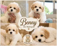 Benny , a male Maltipoo for sale in Lebanon, TN – 3 of 5