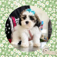 Amber , a female Shichon for sale in Watertown, TN – 1 of 2