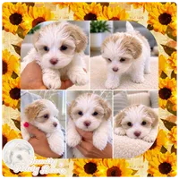 Pearl, a female Maltipoo for sale in Lebanon, TN – 2 of 3